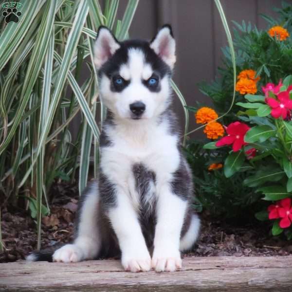 Prince, Siberian Husky Puppy